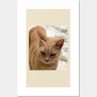 Cats of Malta - stray ginger tabby cat Posters and Art